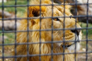 Caged_Lion