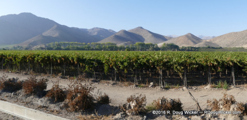 Elqui Valley Vineyard Panorama