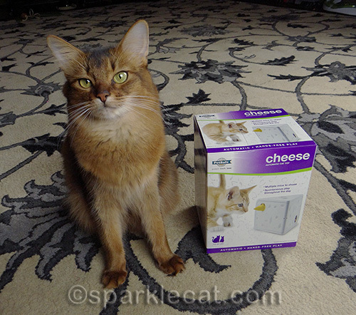 Somali cat, PetSafe Cheese Automatic Cat Toy