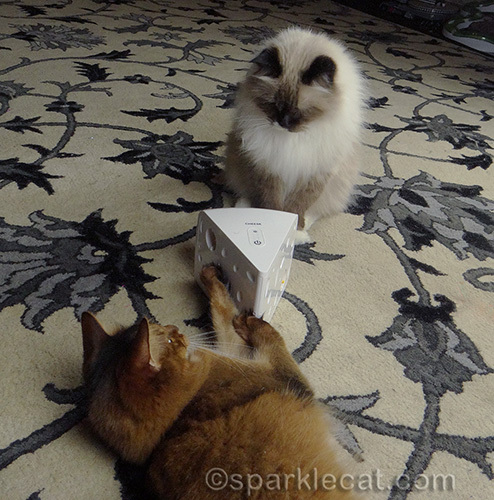 Somali cat, ragdoll cat, Petsafe Cheese cat toy