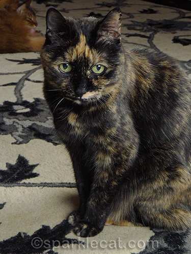Tortoiseshell cat, somali cat, photo bomb