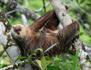 Picture of a two-toed sloth hanging sleepily from a branch with the caption 
