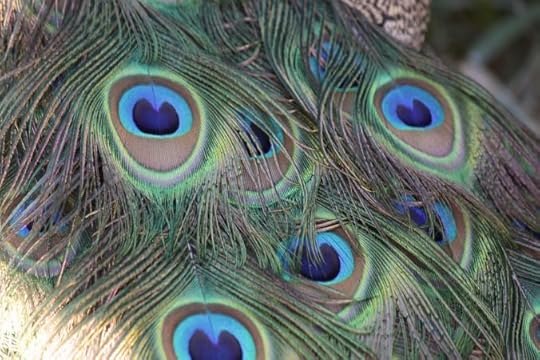 Peacock Feathers
