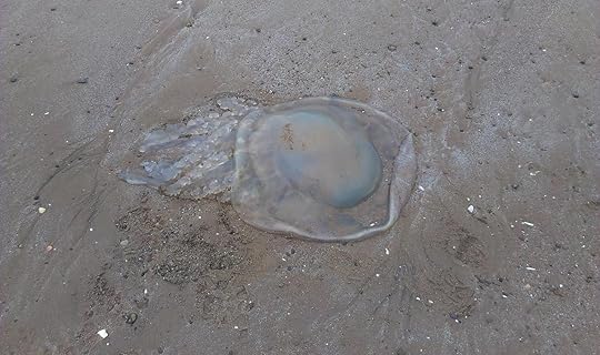 Dawlish_Barrel_Jellyfish