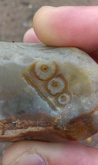 Dawlish_fossil