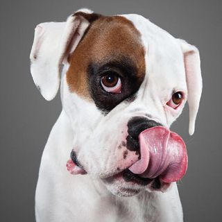 Slobbery-dog