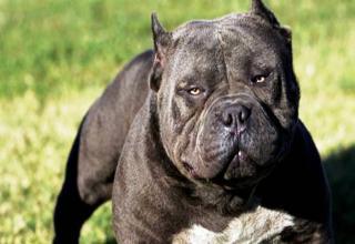 Pit-Bull
