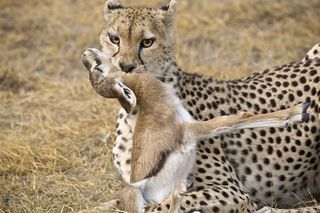Cheetah-Gazelle