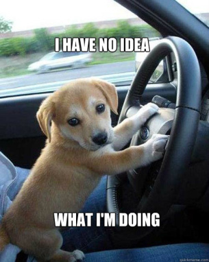 no-idea-what-im-doing-dog-driving.jpg