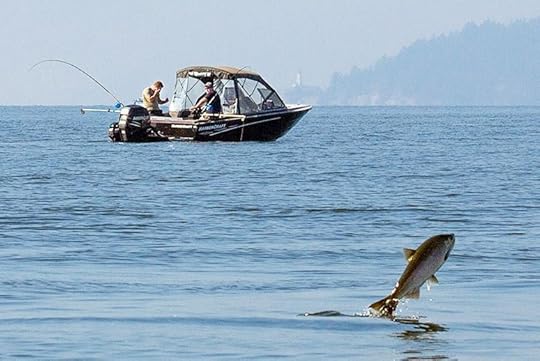 Fish farm in British Columbia (A salmon jumps out of the water while feeding at the mouth of Capilano River in West Vancouver, British Columbia. (Photo: Andy Clark/Reuters)