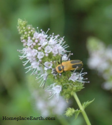 leatherwing on mint--BLOG