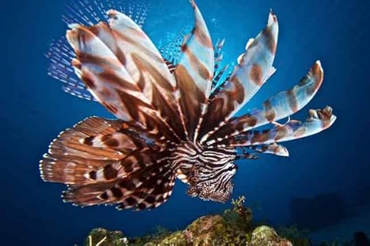 lionfish