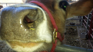 Georgie checking out my phone