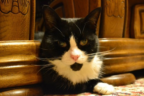 shy-cat