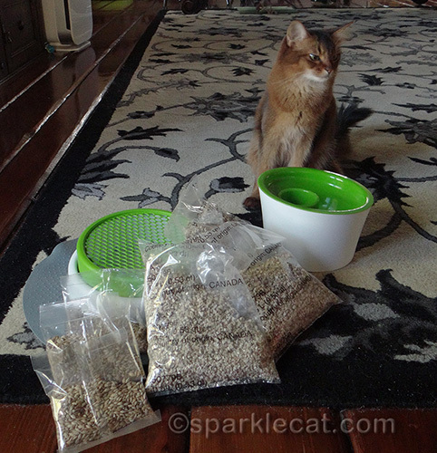 somali cat, catit senses 2.0 grass planter, multi feeder