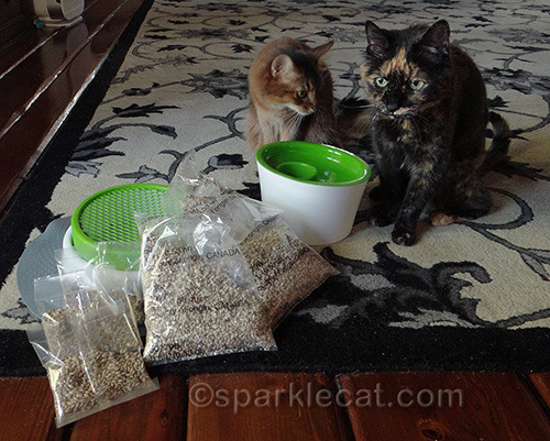 Somali cat, tortoiseshell cat, Catit cat products