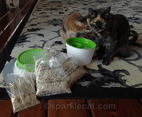 Somali cat sniffing tortoiseshell cat, Catit