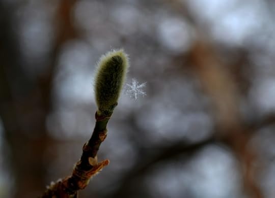 one perfect snowflake