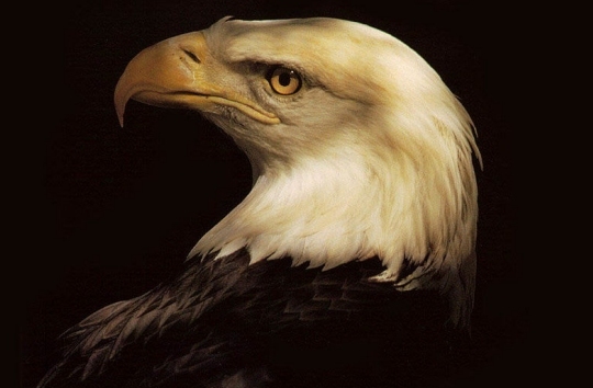 Eagles don't do what one sermon illustration says. (click for credit)
