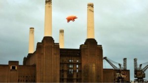 pig