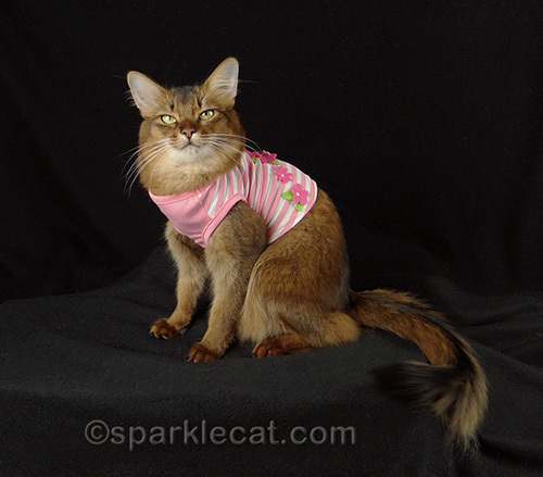 Somali cat in pink cat shirt