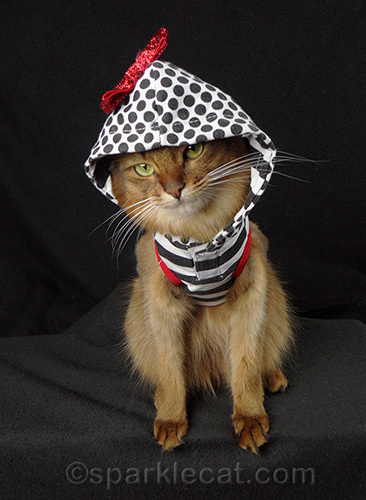 Somali cat in a hooded outfit