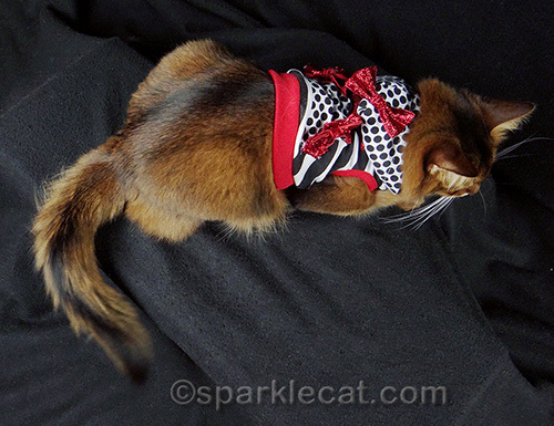 Somali cat in a hoodie with red sparkly bows