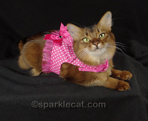 Somali cat in a pink polkadot harness