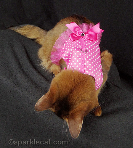 Somali cat with a cute pink polkadot harness