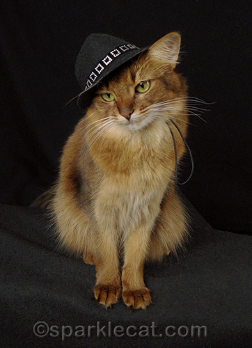 Somali cat in a black panama hat