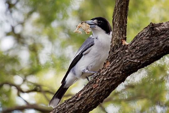 2010-05-19 14-53-02 Grey Butcherbird feeding - IMG_7791