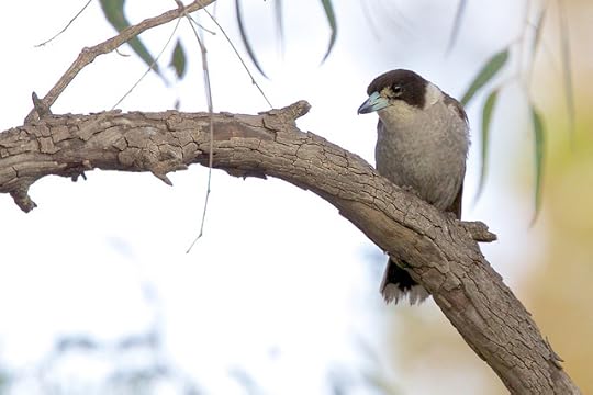 Artamidae - Grey Butcherbird
