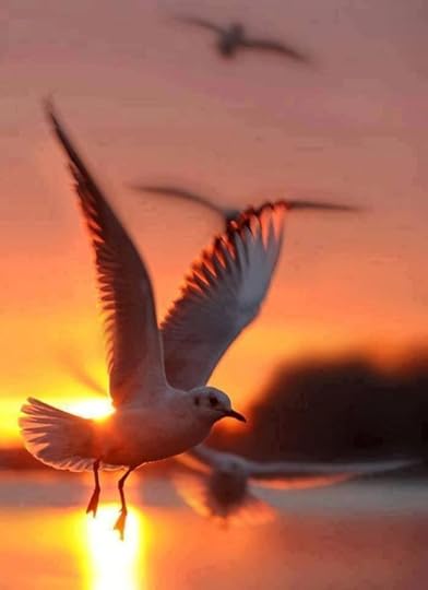 Fly2