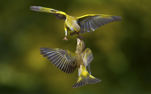 Fly5