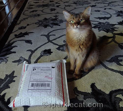 somali cat with usps package