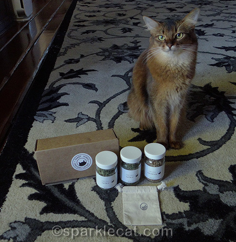 Somali cat with Tabby James gift box set
