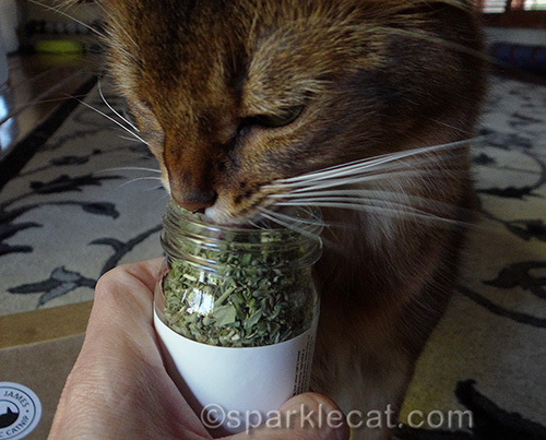 Somali cat licking Tabby James regular cut catnip