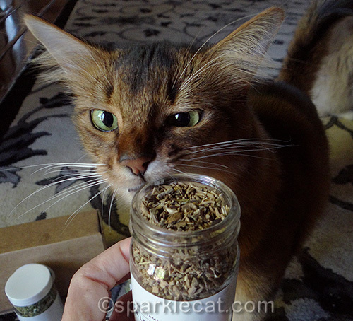 Somali cat sniffing Tabby James valerian root