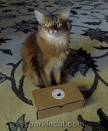 Tabby James catnip and valerian gift box, Somali cat, giveaway