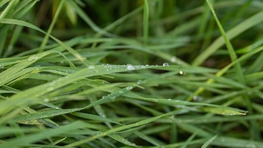 wet grass