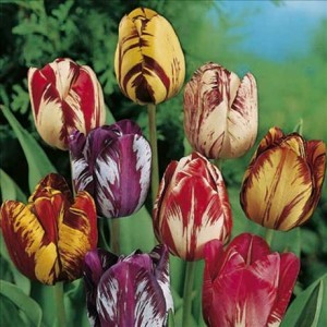 515520_Tul_Rembr_Mix