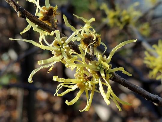 A close-up of witch hazel blossoms.