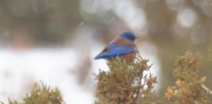 Bluebird 2 crop