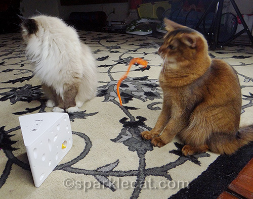 Somali cat, Ragdoll cat, cat toys, cats playing