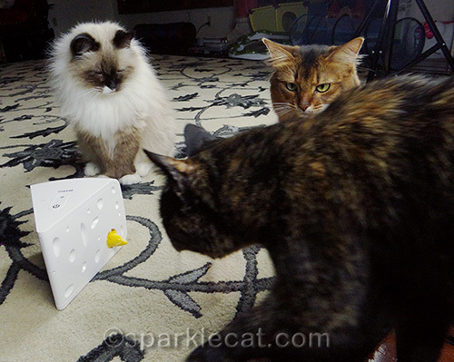 somali cat, ragdoll cat, tortoiseshell cat, cat photo bomb