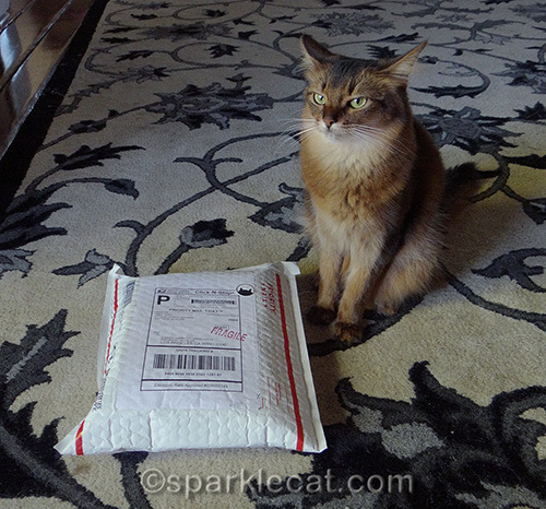 Somali cat with USPS package