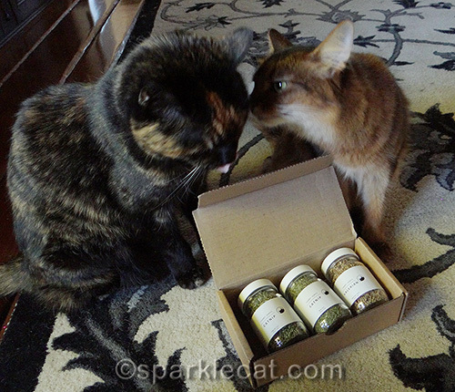 Somali cat, tortoiseshell cat, photo bomb, catnip gift box