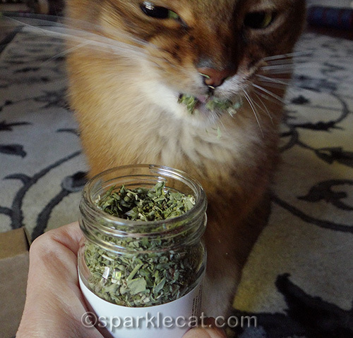somali cat with catnip on her face