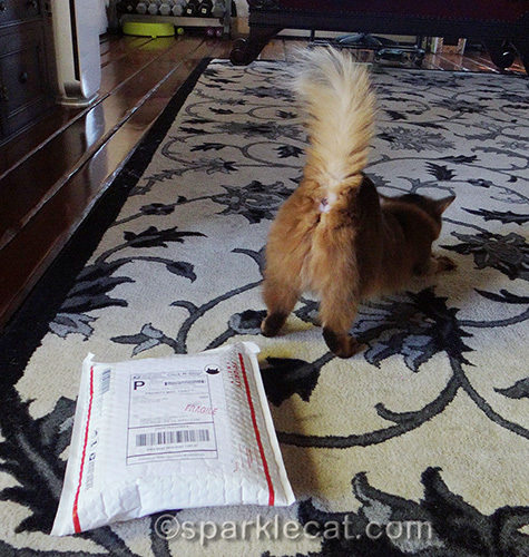 somali cat, cat butt, cat outtake