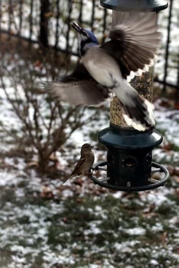 A bluejay taking off from the bird feeder outside our dining room window.